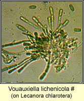 Vouauxiella lichenicola