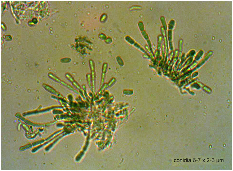 Vouauxiella lichenicola, conidia