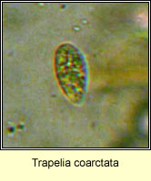 Trapelia coarctata