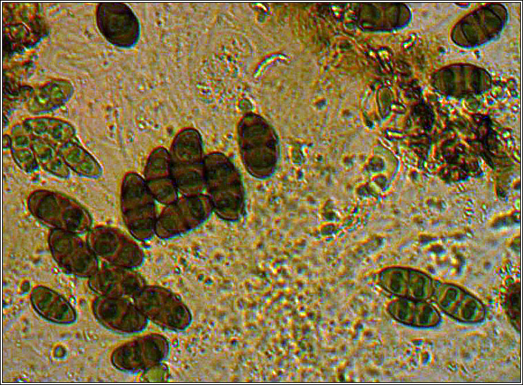Physcia tenella, spores