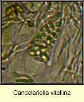 Candelariella vitellina