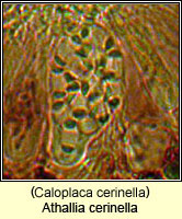 Athallia cerinella (Caloplaca cerinella)