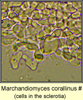 Marchandiomyces corallinus