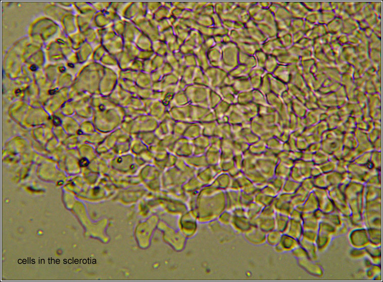 Marchandiomyces corallinus