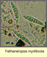 Fellhaneropsis myrtillicola, spores