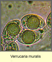 Verrucaria muralis