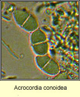 Acrocordia conoidea