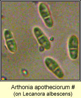 Arthonia apotheciorum