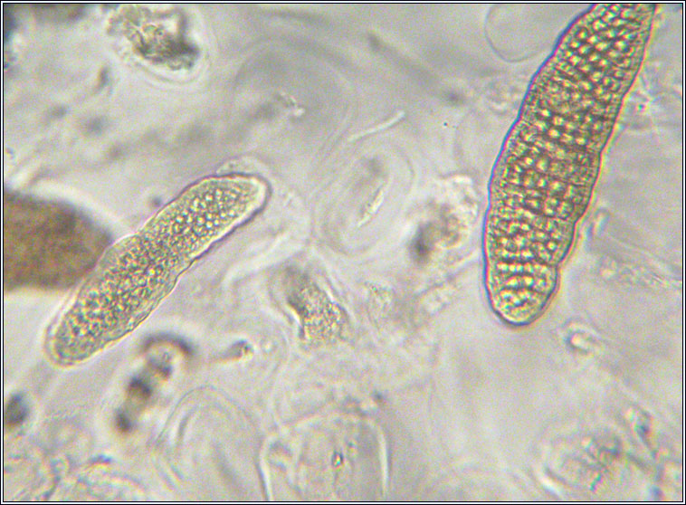 Agonimia tristicula, spores