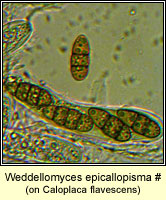Weddellomyces epicallopisma
