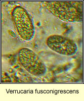 Verrucaria fusconigrescens, spores