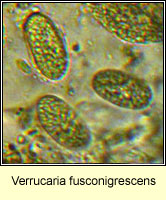 Verrucaria fusconigrescens