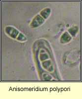 Anisomeridium polypori