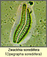 Zwackhia sorediifera (Opegrapha sorediifera)