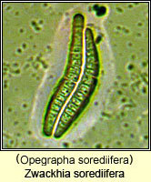 Zwackhia sorediifera (Opegrapha sorediifera)