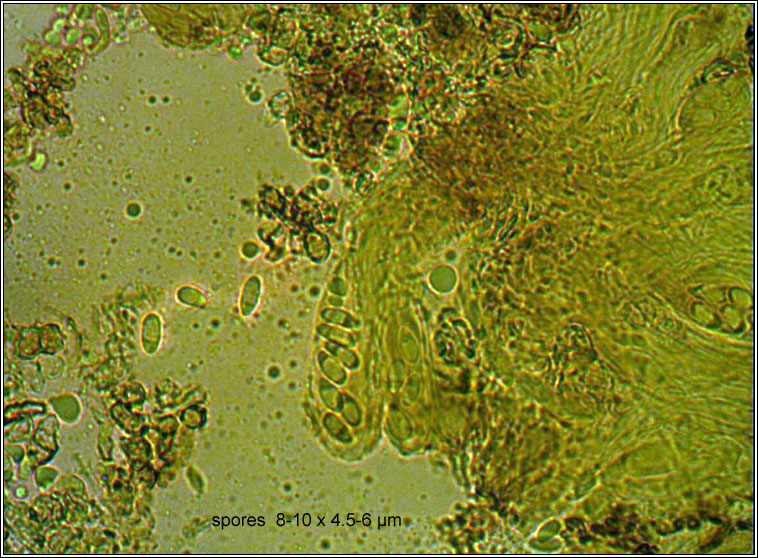 Placynthiella icmalea