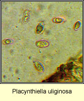 Placynthiella uliginosa