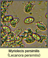 Myriolecis persimilis (Lecanora persimilis)