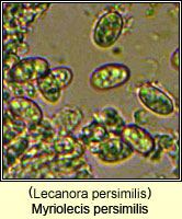 Myriolecis persimilis (Lecanora persimilis)