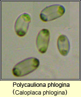 Polycauliona phlogina (Caloplaca phlogina)