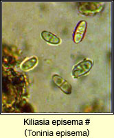 Toninia episema