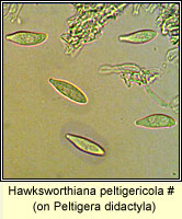 Hawksworthiana peltigericola