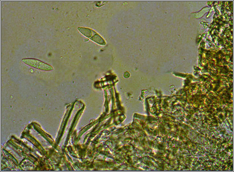Hawksworthiana peltigericola