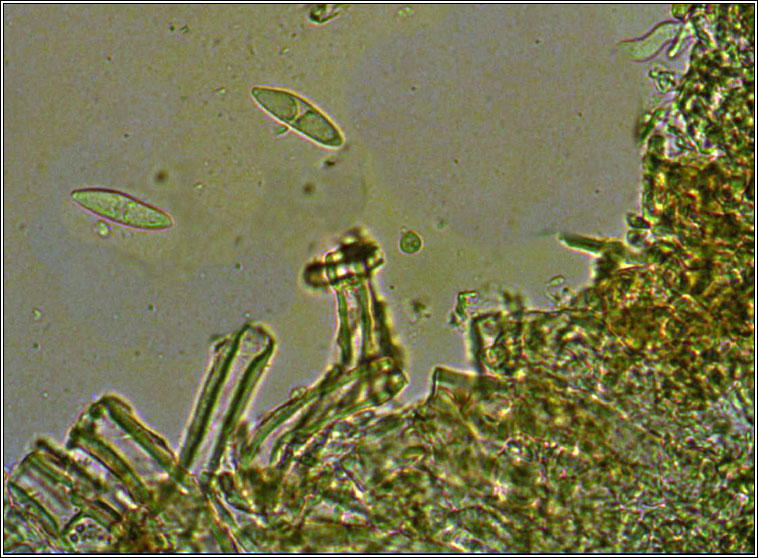 Hawksworthiana peltigericola