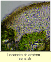Lecanora chlarotera sens str