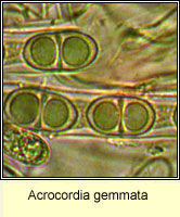 Acrocordia gemmata