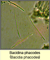 Bacidina phacodes (Bacidia phacodes)