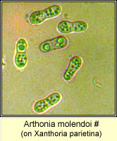 Arthonia molendoi