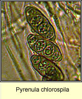 Pyrenula chlorospila