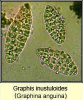 Graphis inustuloides (Graphina anguina)