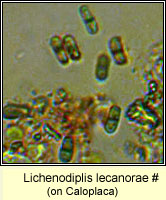 Lichenodiplis lecanorae