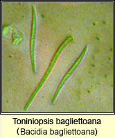 Toniniopsis bagliettoana (Bacidia bagliettoana)