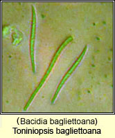 Toniniopsis bagliettoana (Bacidia bagliettoana)