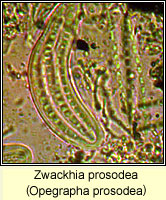 Zwackhia prosodea (Opegrapha prosodea)