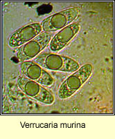 Verrucaria murina