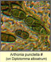 Arthonia punctella