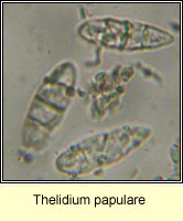 Thelidium papulare