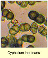 Cyphelium inquinans