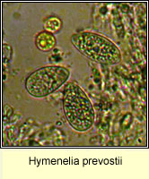 Hymenelia prevostii