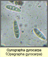 Gyrographa gyrocarpa (Opegrapha gyrocarpa)