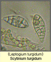 Scytinium turgidum (Leptogium turgidum)