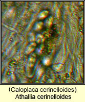 Athallia cerinelloides (Caloplaca cerinelloides)s