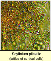 Scytinium plicatile (Leptogium plicatile)