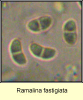 Ramalina fastigiata