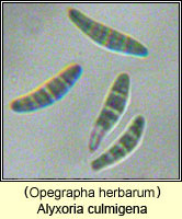 Alyxoria culmigena (Opegrapha herbarum)