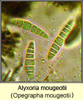 Alyxoria mougeotii (Opegrapha mougeotii)